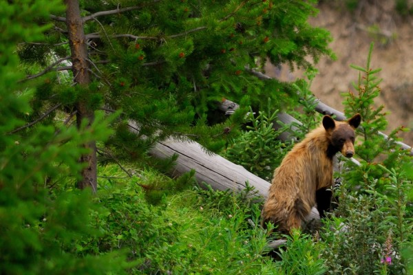 Yellowstone